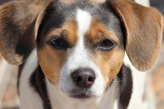 best air purifier for pets