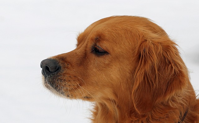 best air purifier for pets