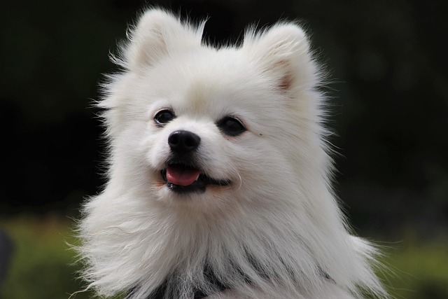 best air purifier for pets