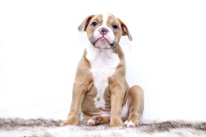 best-air-purifier-for-pets-640x480-17753757.jpeg