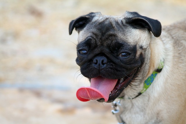 best air purifier for pets