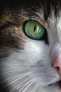 best-air-purifier-for-pets-640x480-21465360.jpeg