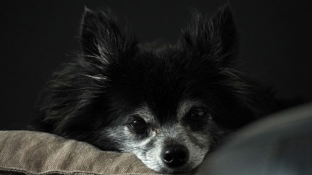 best air purifier for pets