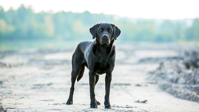 best air purifier for pets