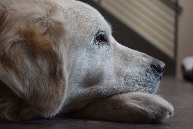 best air purifier for pets