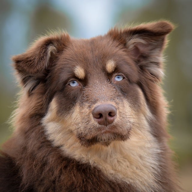 best air purifier for pets
