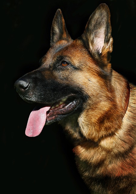best air purifier for pets