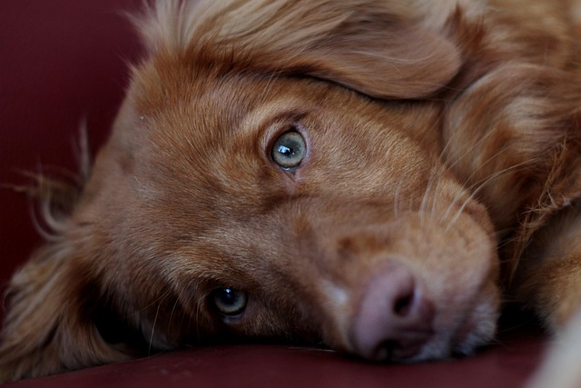 best air purifier for pets