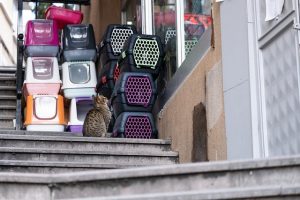best-air-purifier-for-pets-640x480-38515975.jpeg