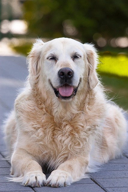 best air purifier for pets