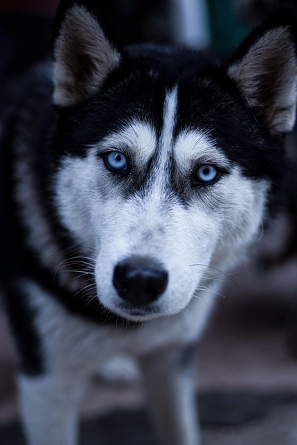 best air purifier for pets