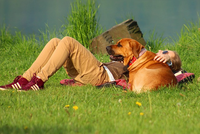 best air purifier for pets