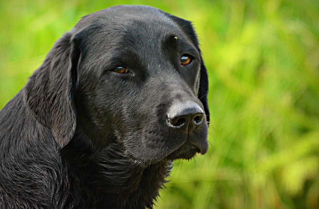 best air purifier for pets