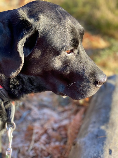 Revitalize Your Home’s Air: Tailored Solutions for Pet Owners