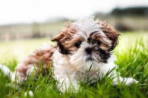 best-air-purifier-for-pets-640x480-45012601.jpeg
