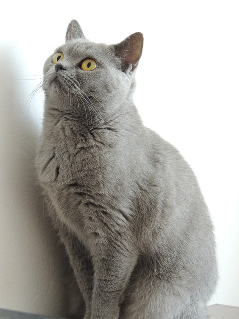 best air purifier for pets