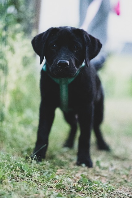 best air purifier for pets