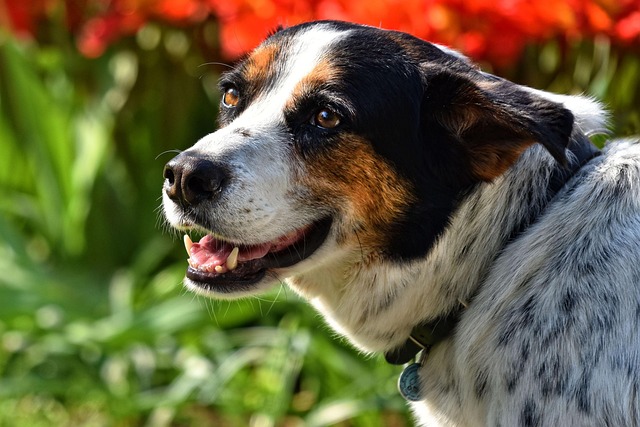 best air purifier for pets