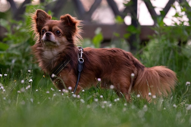 best air purifier for pets
