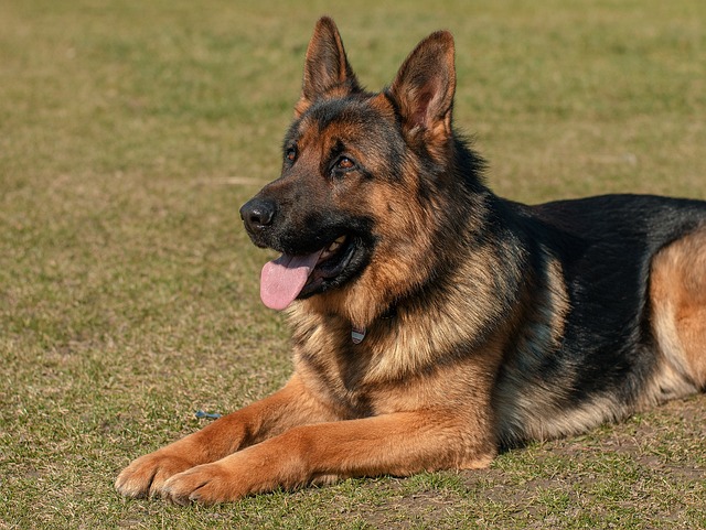 best air purifier for pets