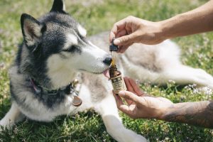 best-air-purifier-for-pets-640x480-6226062.jpeg