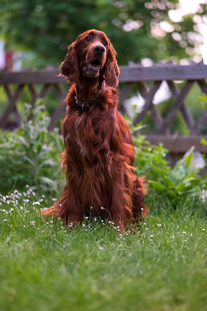 best air purifier for pets