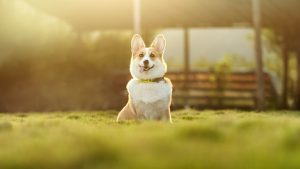 best-air-purifier-for-pets-640x480-6761146.jpeg