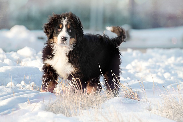 best-air-purifier-for-pets-640x480-67659208.jpeg