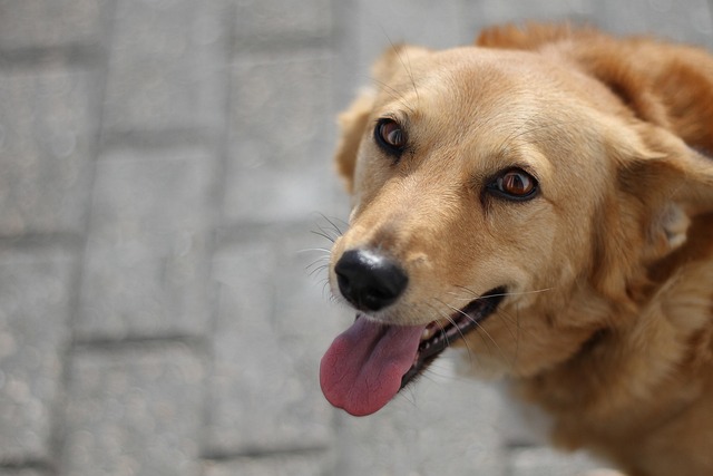 best air purifier for pets