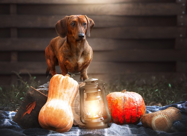 best air purifier for pets