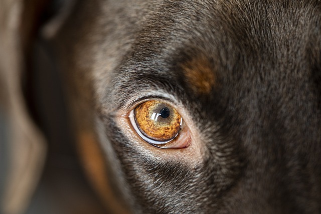 Purify Air for Dogs: Top Picks for a Healthier Home
