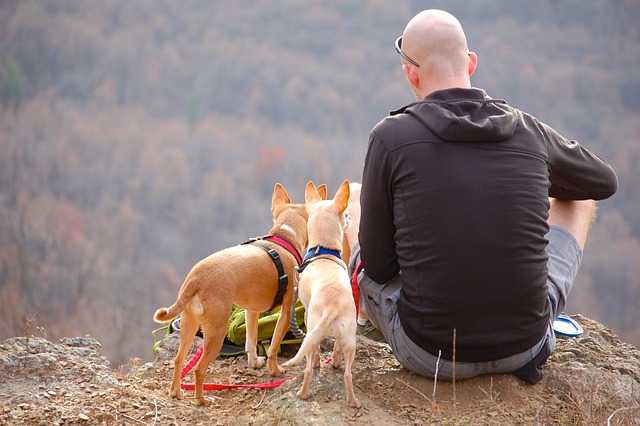 best air purifier for pets