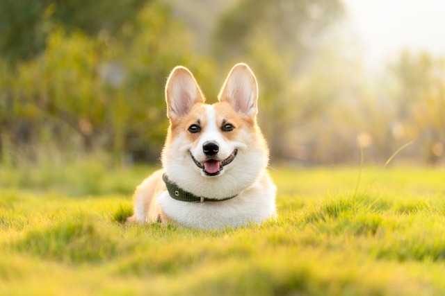 best air purifier for pets