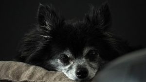 best-air-purifier-for-pets-640x480-8181990.jpeg