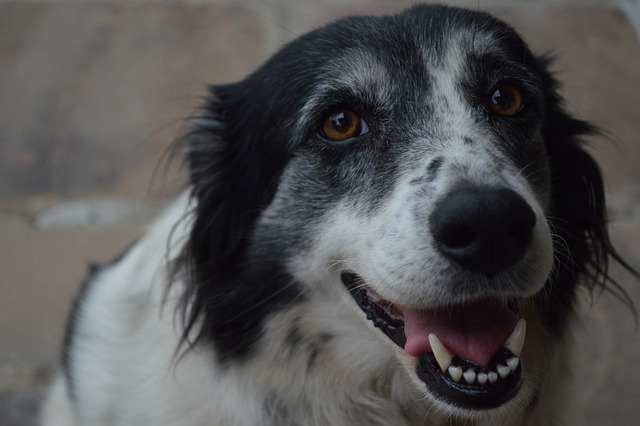 best air purifier for pets