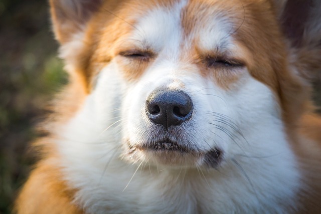 best air purifier for pets