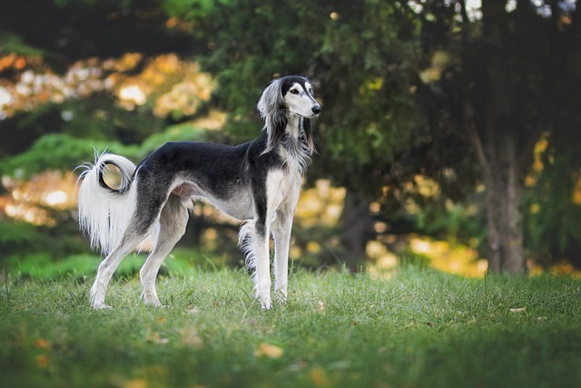 best air purifier for pets