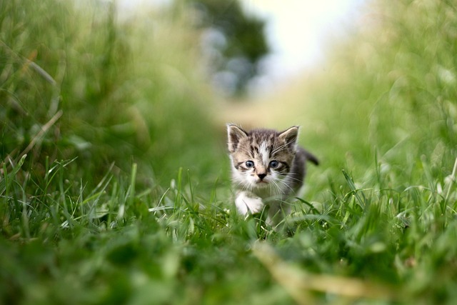 Best Air Purifiers for Allergy-Prone Cat Owners
