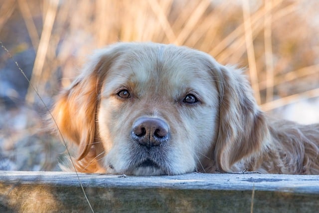 best air purifier for pets