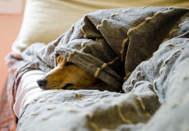 best air purifier for pets
