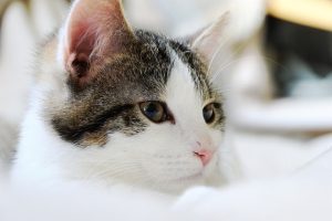 best-air-purifier-for-pets-640x480-99002694.jpeg
