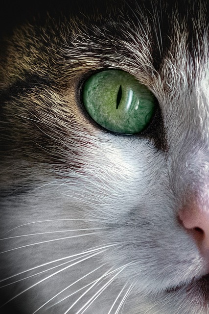 best air purifier for pets