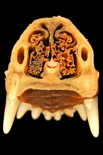 cavity prevention blog