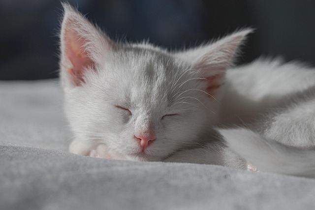 Cute Orange Cats