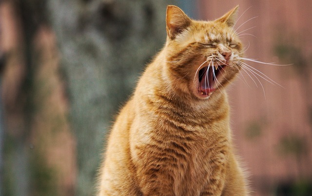 Cute Orange Cats