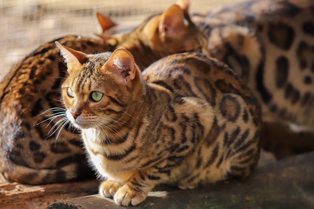 Cute Orange Cats