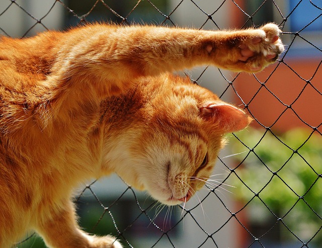 Cute Orange Cats