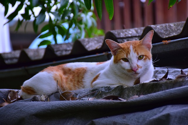 Cute Orange Cats