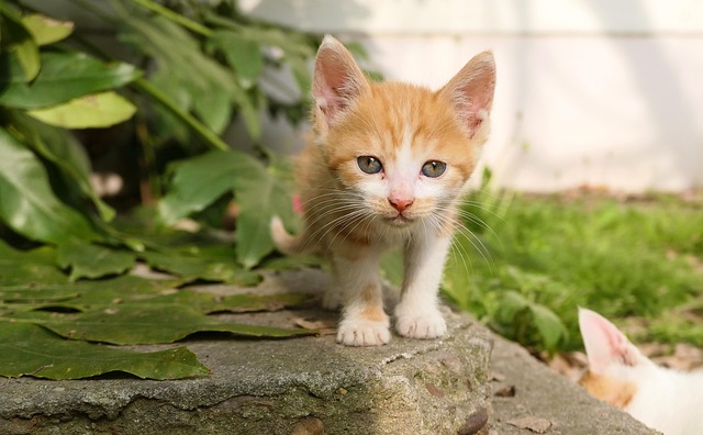 Cute Orange Cats