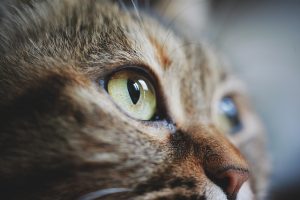 cute-orange-cats-640x480-55191400.jpeg